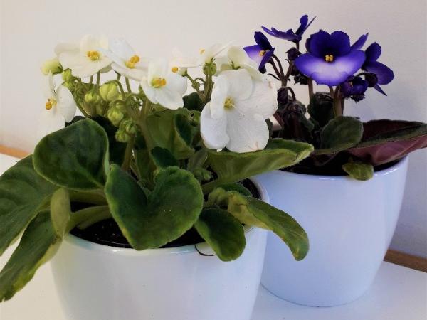 A. Saintpaulia - Paavalinkukka
